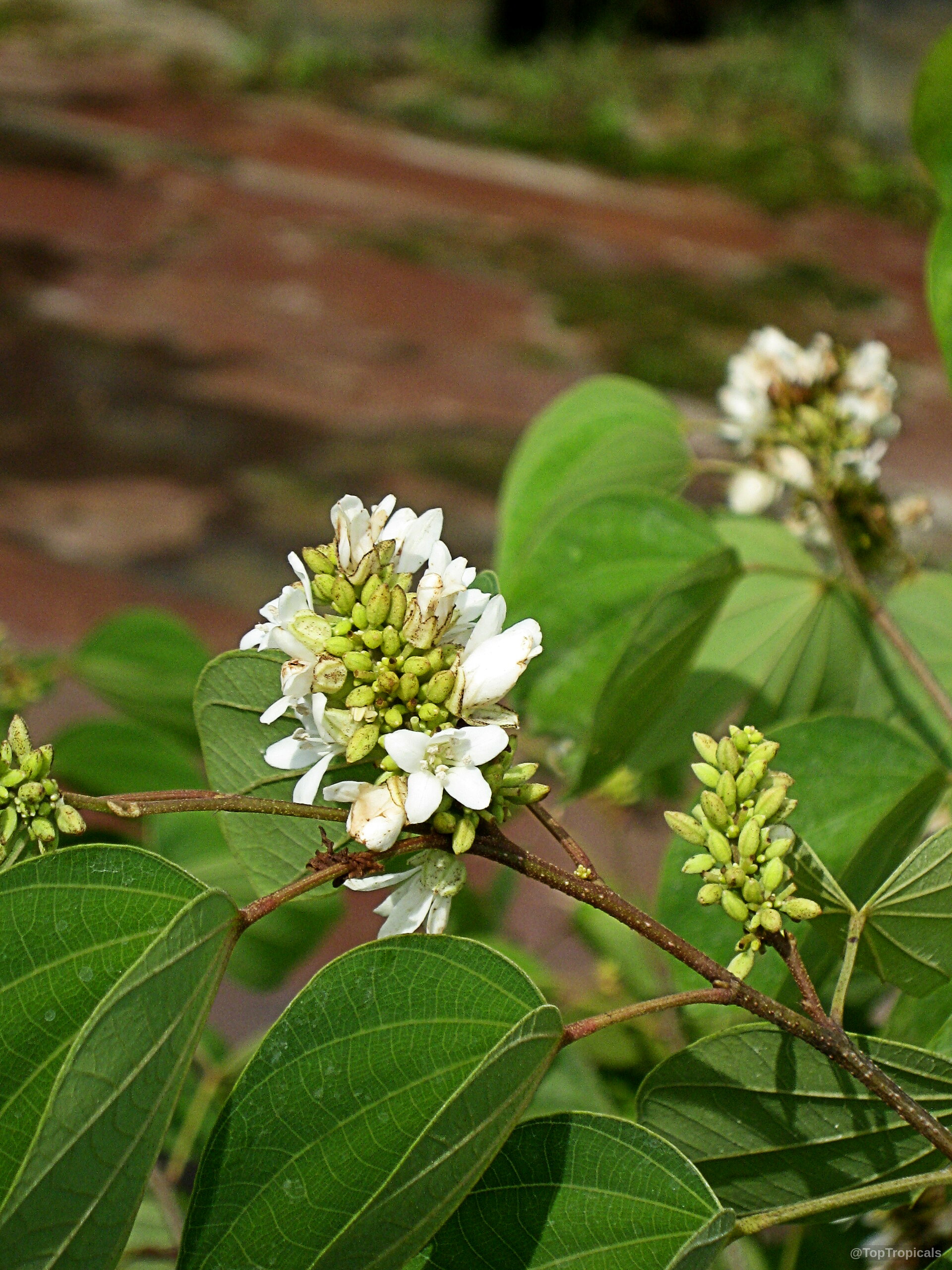 Bauhinia saccocalyx (Thai Orchid Tree) cluster of small white flowers surrounded by rounded green leaves. Bauhinia saccocalyx (Thai Orchid Tree) with white flowers and green leaves in close up.