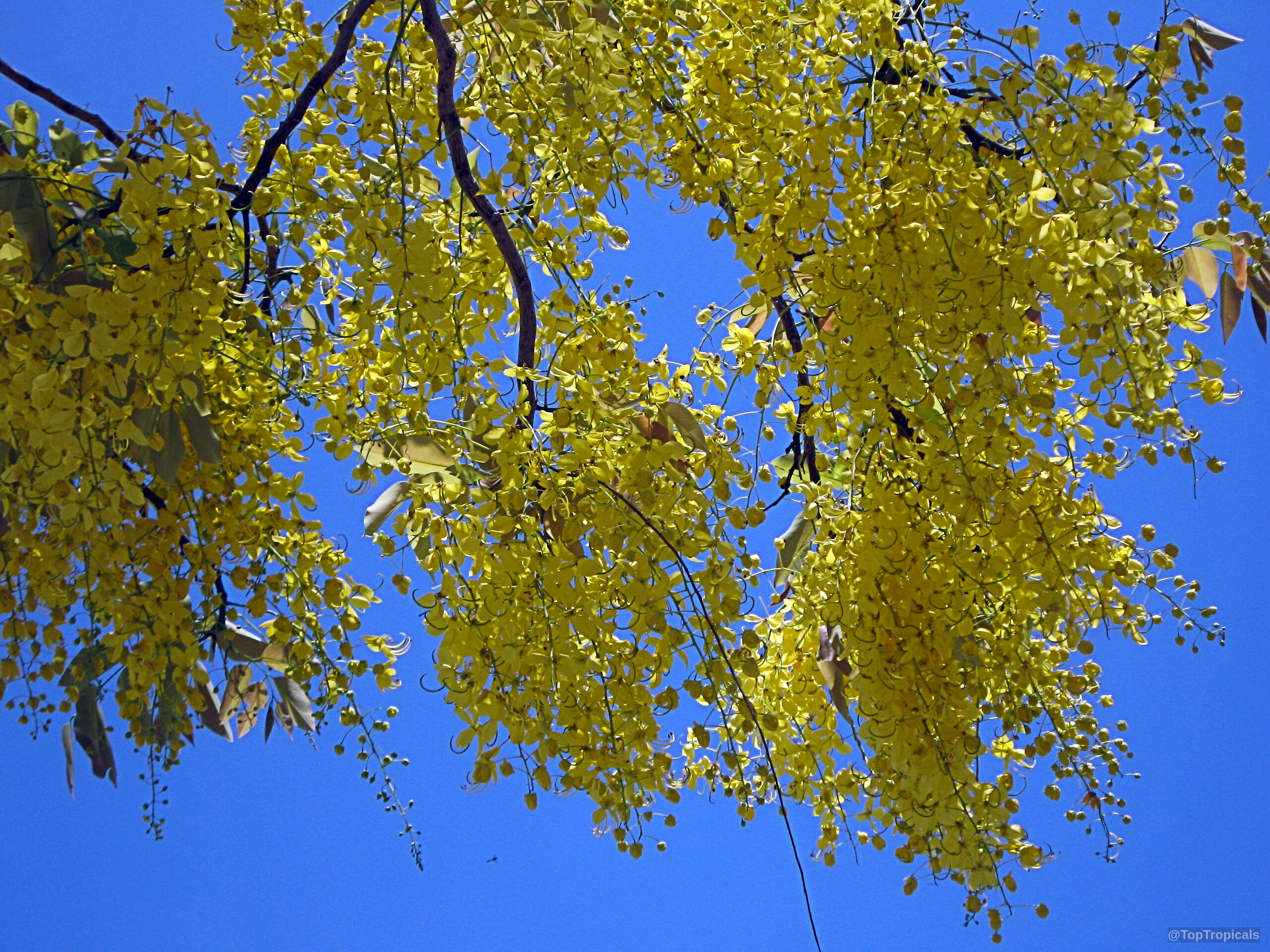 Cassia fistula (Golden Shower Tree) yellow flower clusters hanging down from slender wooden tree branches. Cassia fistula (Golden Shower Tree) yellow flower clusters hanging from branches against blue sky