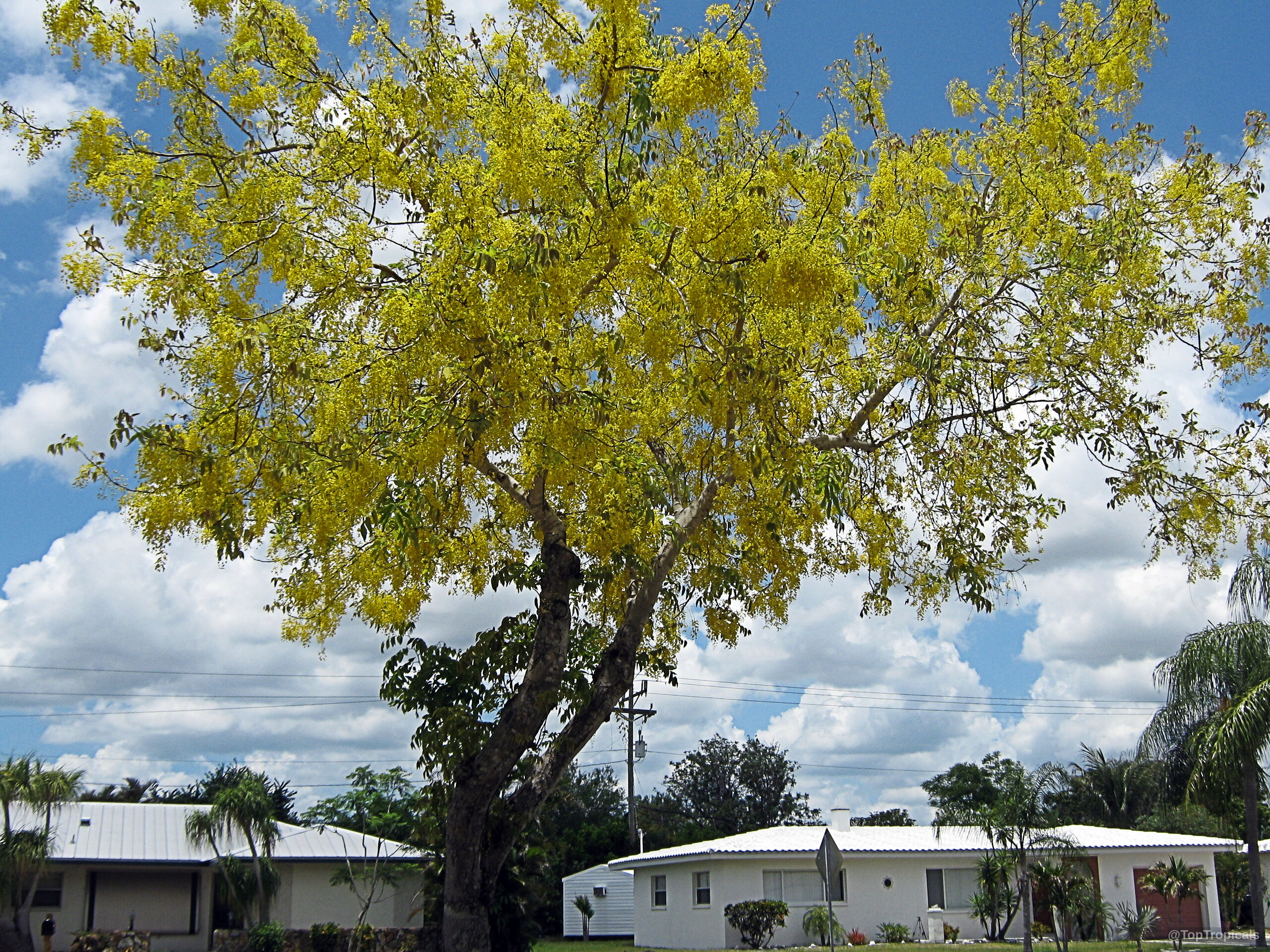 Cassia fistula (Golden Shower Tree) tree covered in dangling yellow flower clusters during mid day. Cassia fistula (Golden Shower Tree) yellow flower clusters hanging from large woody tree branches