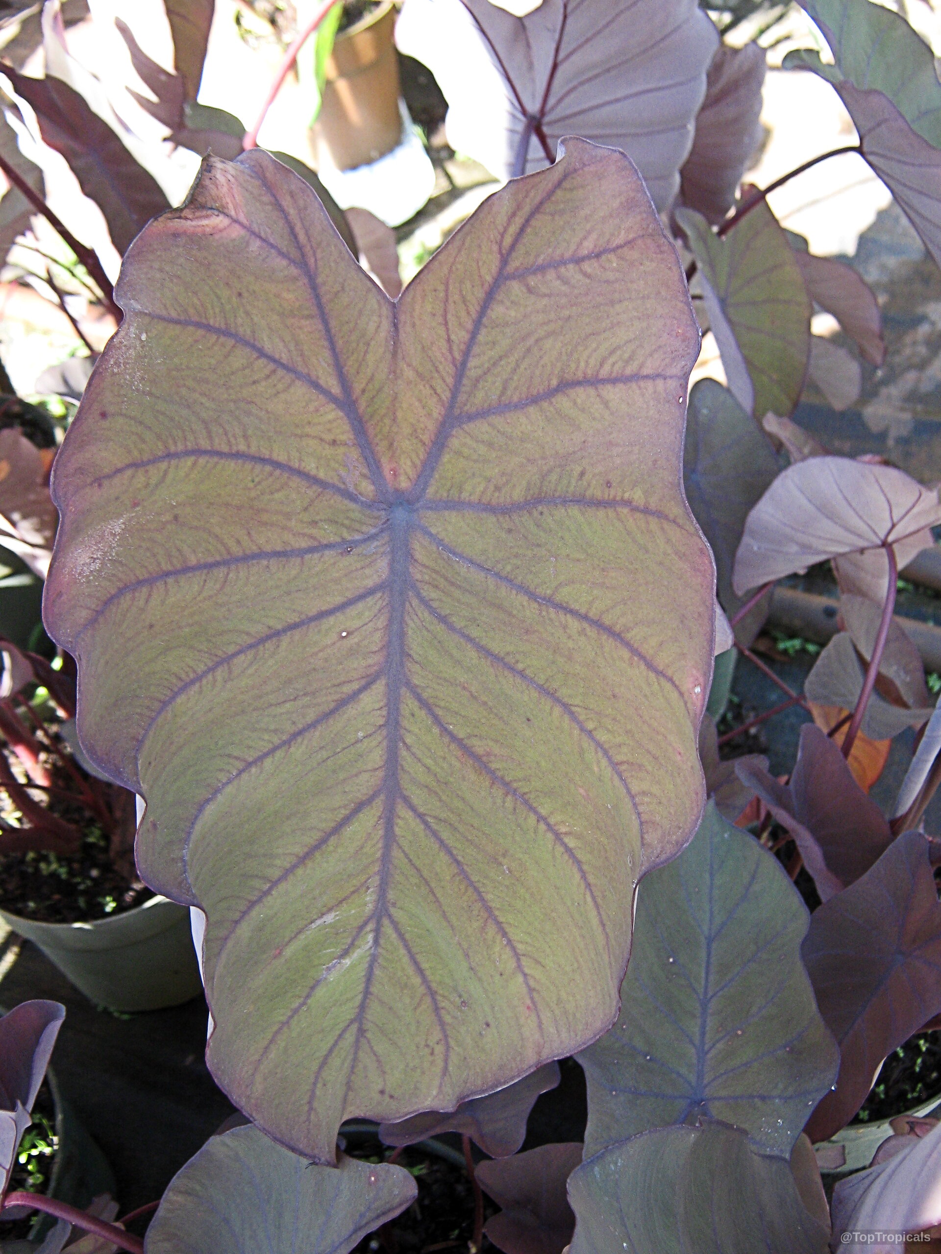 Colocasia esculenta (Black colocasia) heart shaped leaves with purple veins in a container Colocasia esculenta (Black colocasia) dark purple heart shaped leaves growing in a container plant close up