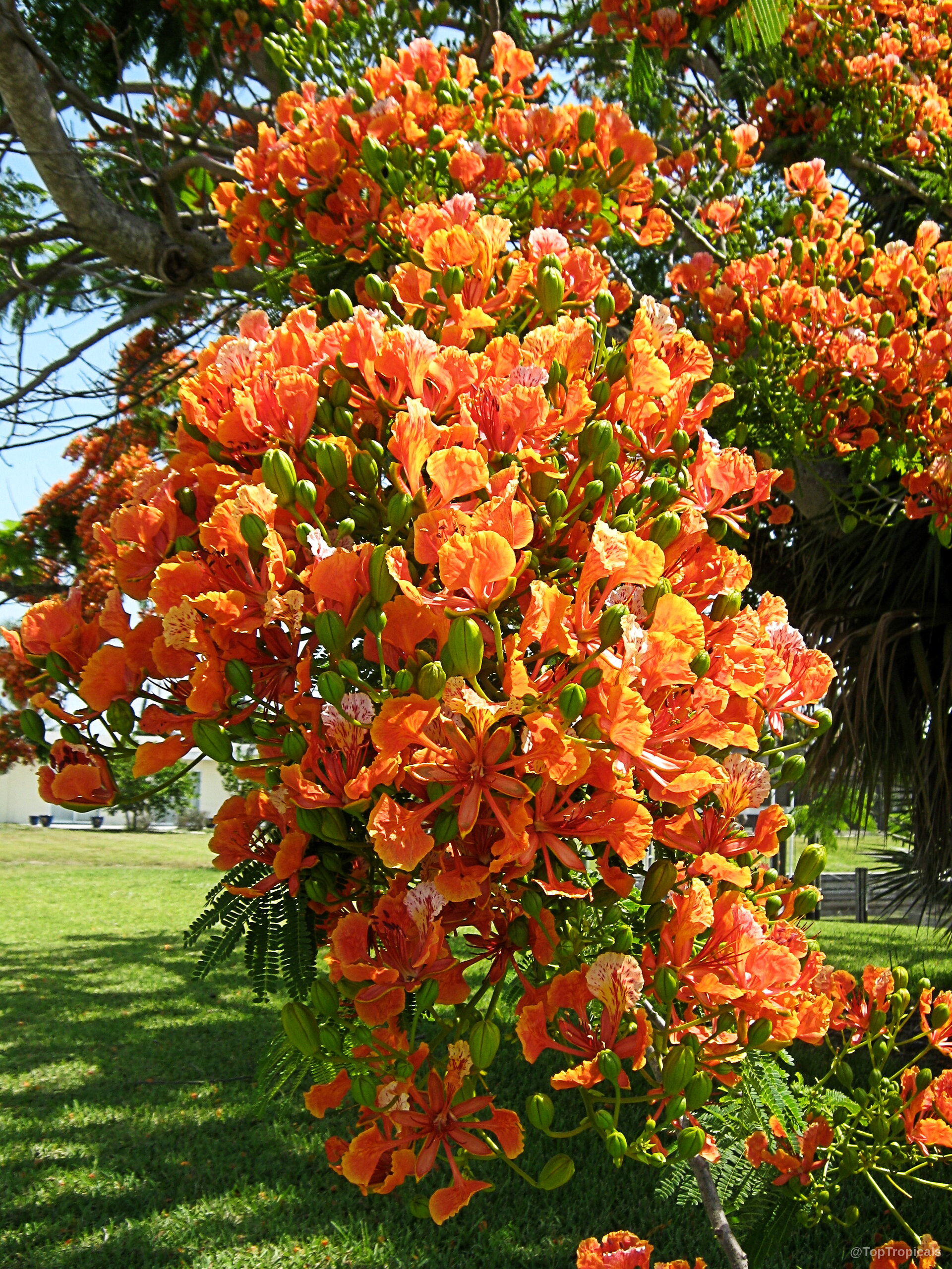 Delonix regia (Flame tree) 'Golden' orange flower clusters dense on tree branches with green foliage. Delonix regia (Flame tree) 'Golden' orange flower clusters covering dense green canopy on tree