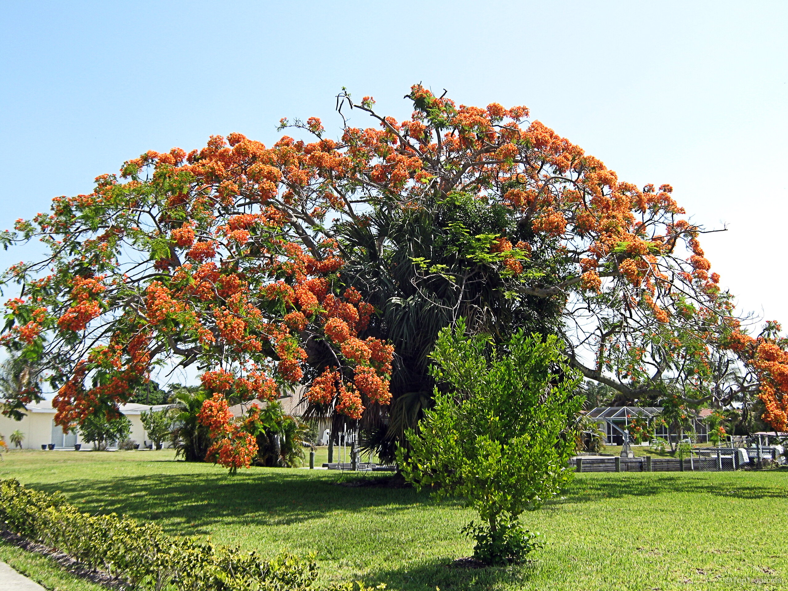 Delonix regia (Flame tree) 'Golden' orange flower clusters covering the wide tree canopy in daylight Delonix regia (Flame tree) 'Golden' orange flower tree with widespread canopy and green leaves