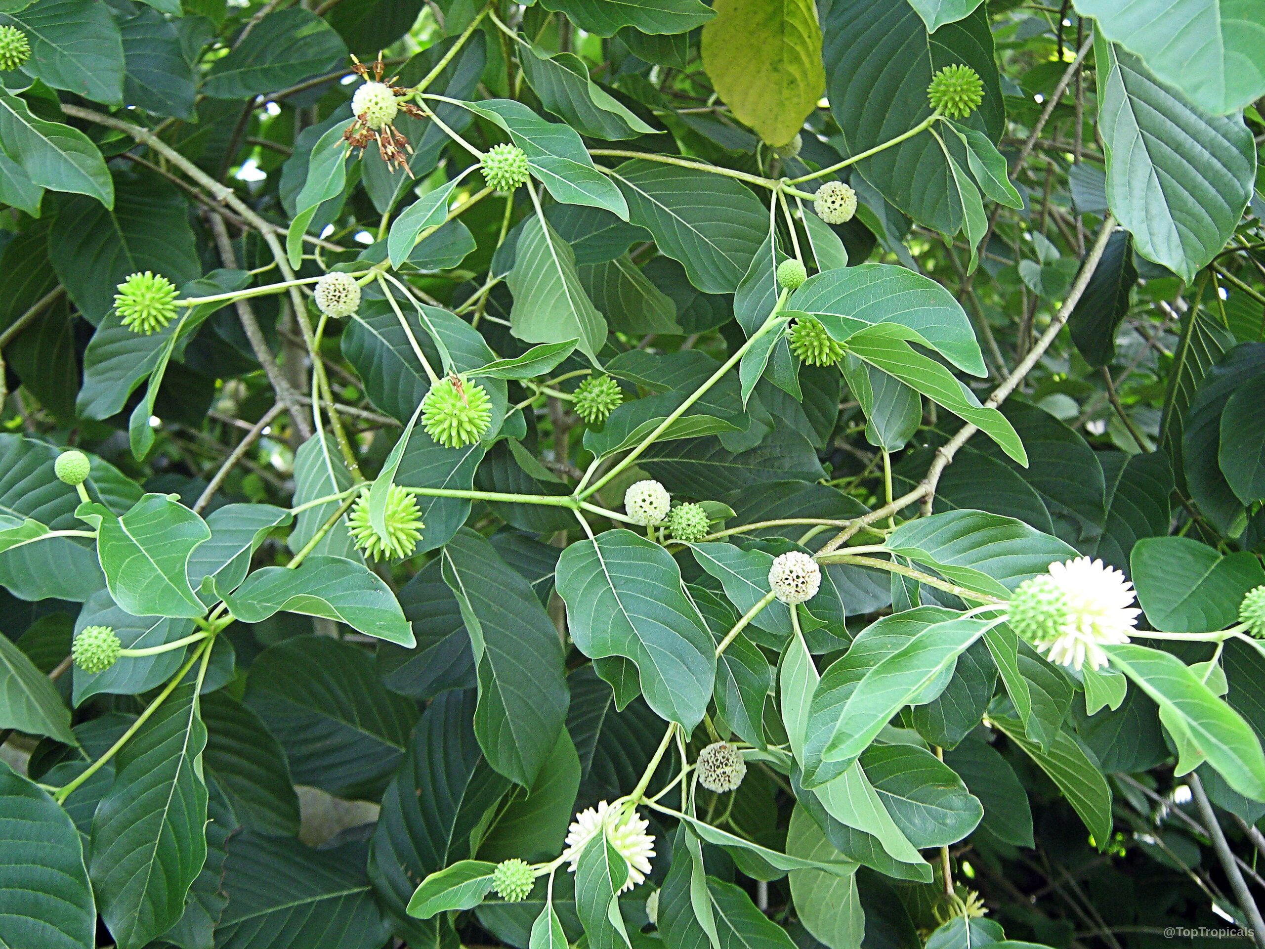 Mitragyna speciosa (Kratom) shows round light green flower heads among broad thick green leaves Mitragyna speciosa (Kratom) green round flower clusters and thick oval leaves on branches