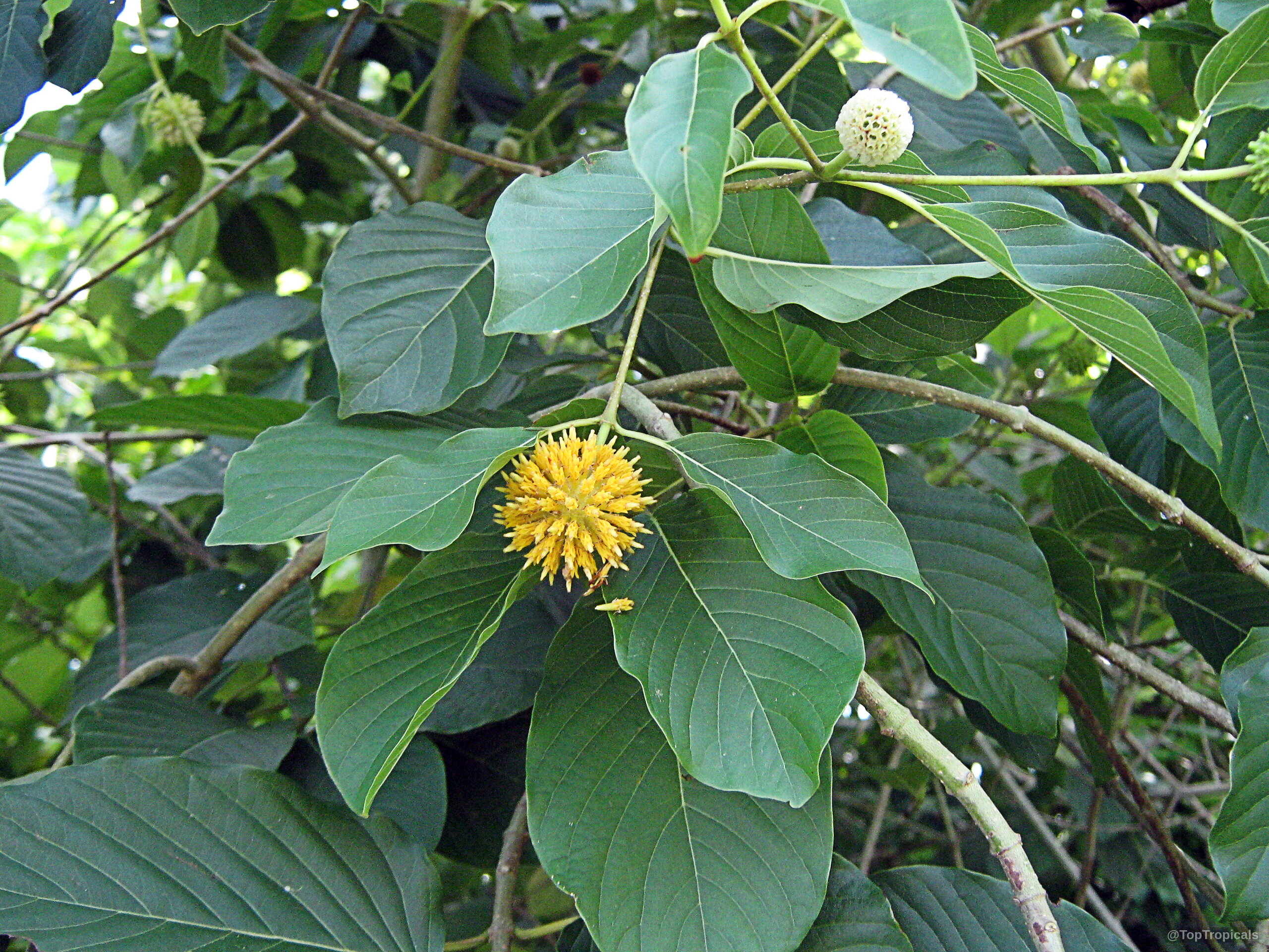 Mitragyna speciosa (Kratom) with distinct yellow globular flower and broad green foliage on the branch Mitragyna speciosa (Kratom) yellow flower on branch with many smooth oval green leaves close up