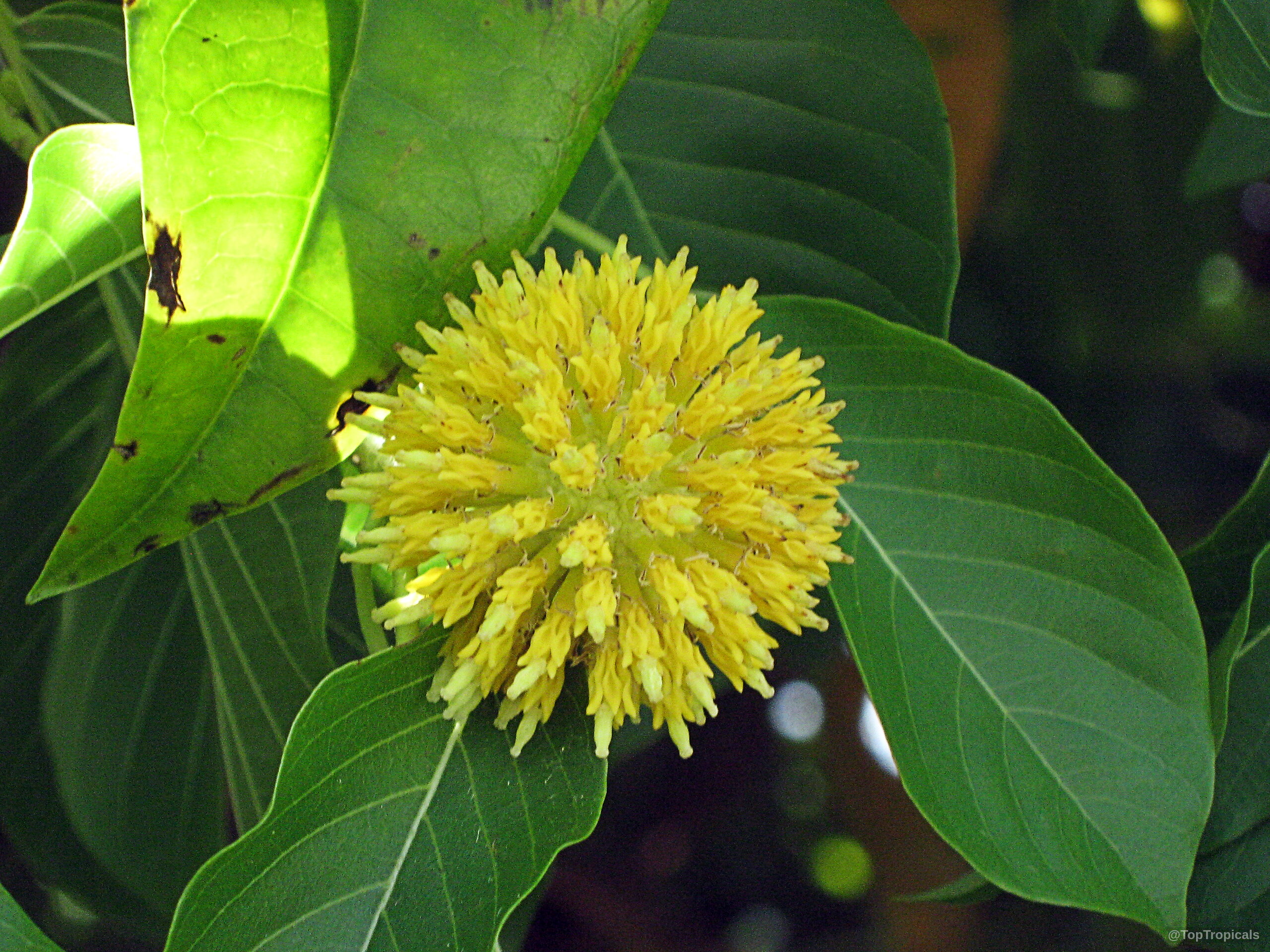 Mitragyna speciosa (Kratom) yellow flower close up with green leaves attached to sturdy branch.