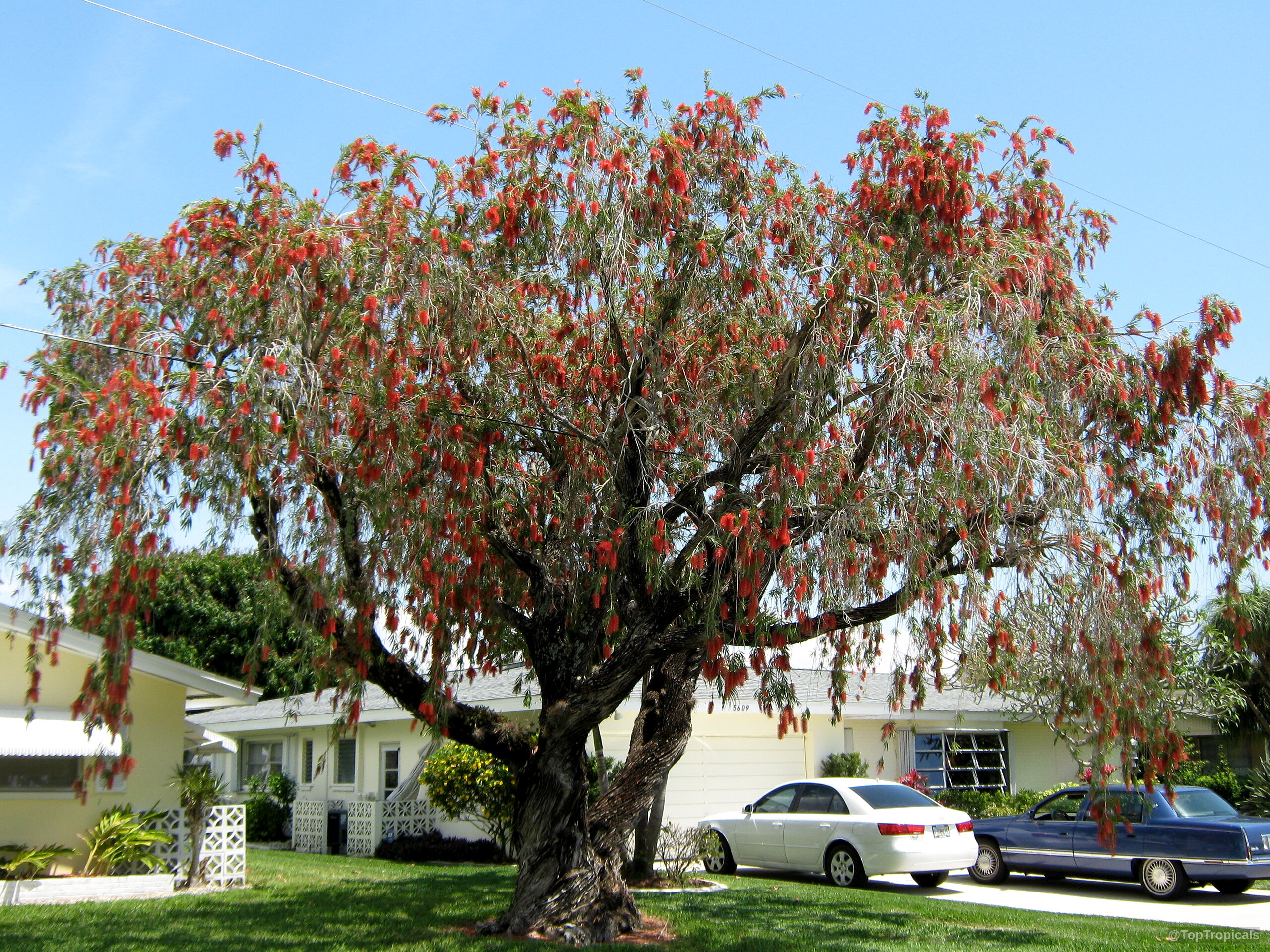 Callistemon sp. (Bottlebrush) tree with red flowers and drooping branches in a residential area. Callistemon sp. (Bottlebrush) red flower on tree with long slender green leaves against sky