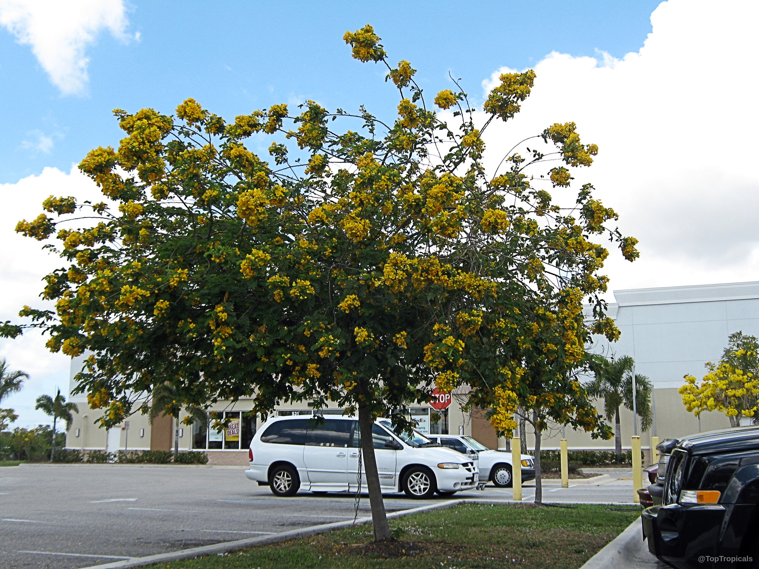Senna surattensis (Glaucous Cassia) tree covered in yellow flowers against a clear blue sky background. Senna surattensis (Glaucous Cassia) tree with abundant yellow flower clusters in a sprawling canopy shape.