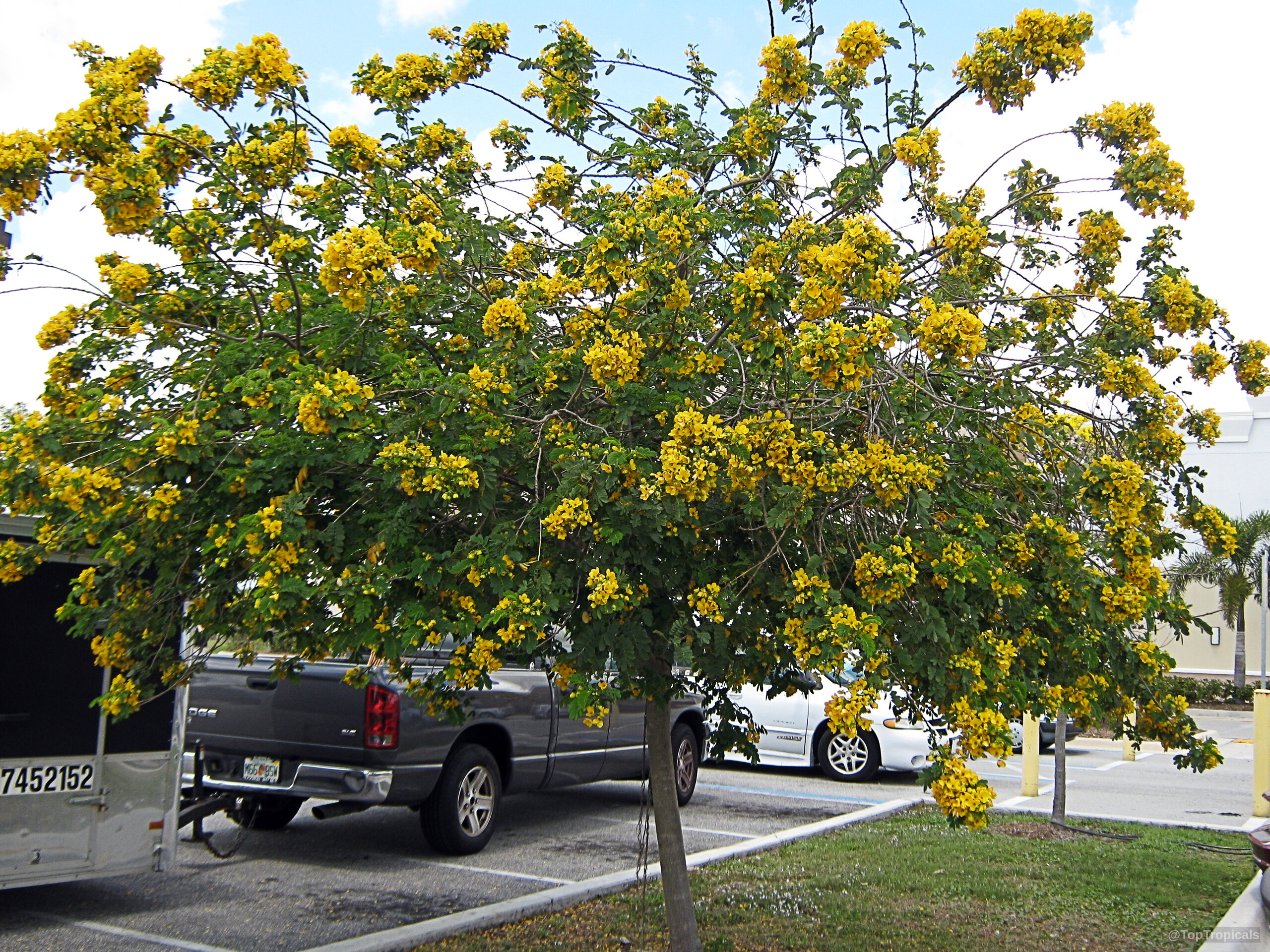 Senna surattensis (Glaucous Cassia) tree heavy with many clusters of golden yellow flower masses. Senna surattensis (Glaucous Cassia) with yellow flower clusters covering the small tree canopy.