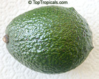 Avocado tree Poncho, Grafted (Persea americana)

Click to see full-size image