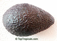 Persea americana - Avocado Brogdon, 3 gal pot, Grafted