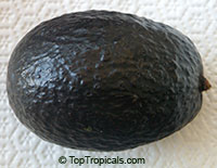 Persea americana - Avocado Oro Negro, Grafted

Click to see full-size image