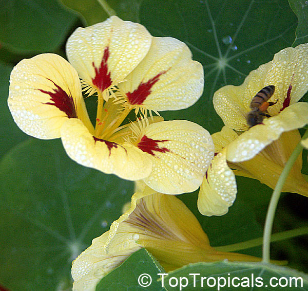 Tropaeolum majus, Tropaeolum hybridum, Garden Nasturtium, Indian Cress, Monks Cress