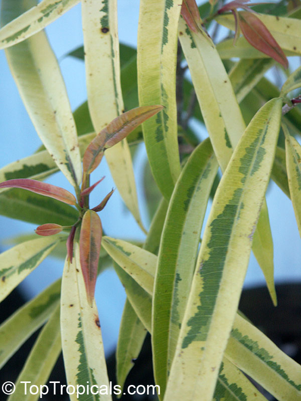 Ficus maclellandii, Ficus binnendijkii, Long-leaf fig, Alii fig, Banana-leaf fig. Ficus 'Amstel Gold'
