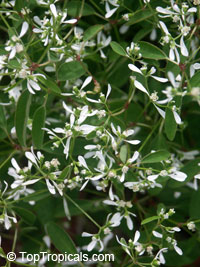 Euphorbia hypericifolia Inneuphdia, Diamond Frost, Stardust White Sparkle

Click to see full-size image