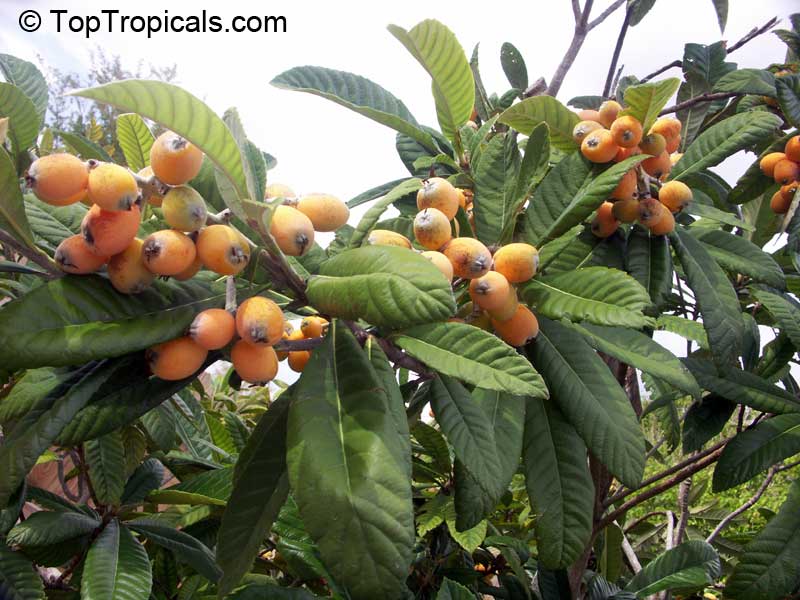 Loquat tree Sherry Woods, Grafted (Eriobotrya japonica)