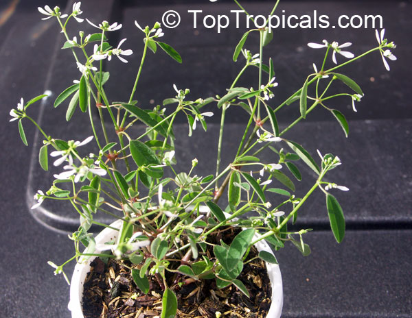 Euphorbia hypericifolia Inneuphdia, Diamond Frost, Stardust White Sparkle