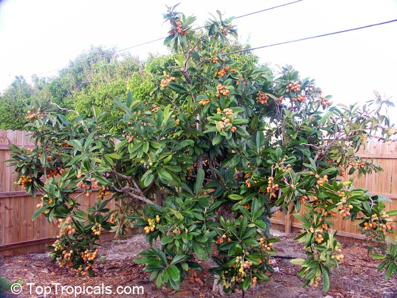 Loquat