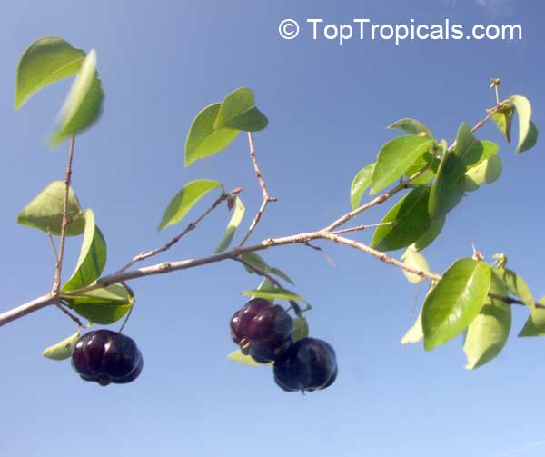 Eugenia uniflora, Eugenia michelii, Surinam Cherry, Pitanga, Brazilian Cherry. var. Black Star (Lolita)