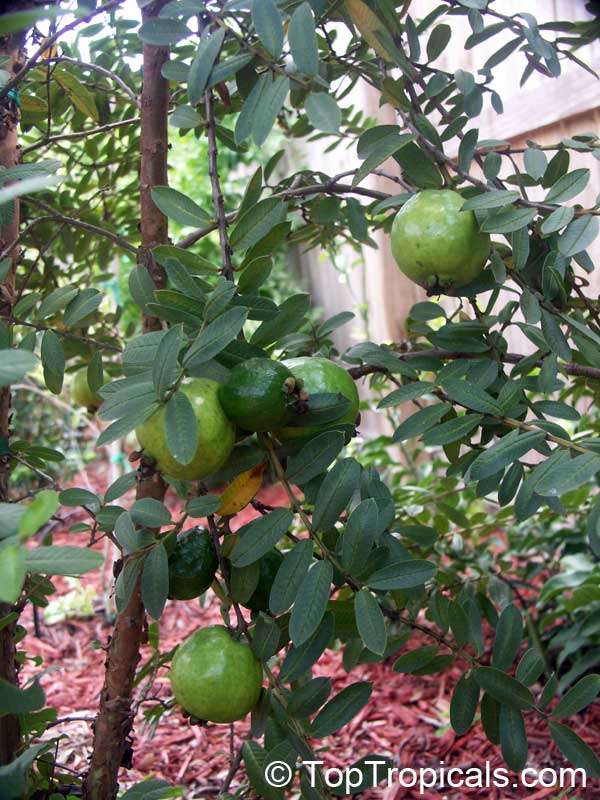 Psidium guajava Nana, Dwarf Guava