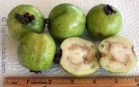 Psidium guajava Nana, Dwarf Guava