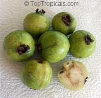 Psidium guajava Nana, Dwarf Guava

Click to see full-size image