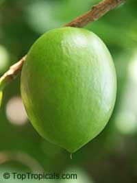 Pouteria caimito, Abiu, Abu, Caimito