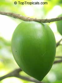Pouteria caimito, Abiu, Abu, Caimito