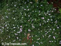 Richardia grandiflora, Richardia brasiliensis, Largeflower Mexican Clover, Largeflower Pusley

Click to see full-size image