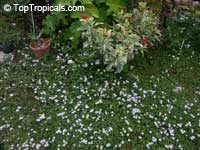 Richardia grandiflora, Richardia brasiliensis, Largeflower Mexican Clover, Largeflower Pusley

Click to see full-size image