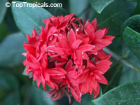 Ixora hybrid Crimson Star, Crimson Star

Click to see full-size image