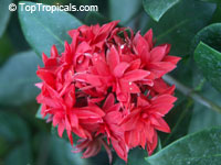 toptropicals.com