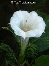 Datura parajuli , Datura

Click to see full-size image