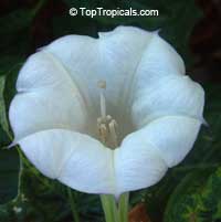 Datura parajuli - seeds

Click to see full-size image