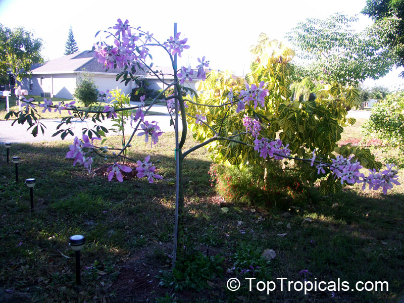 Ceiba speciosa, Chorisia speciosa, Silk Floss Tree, Bombax. Ceiba hybrid Pink Princess