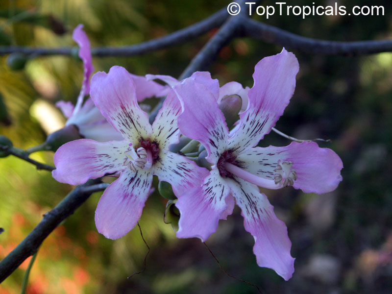 Ceiba speciosa, Chorisia speciosa, Silk Floss Tree, Bombax