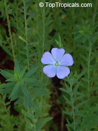 Linum usitatissimum, Flax, Linseed

Click to see full-size image
