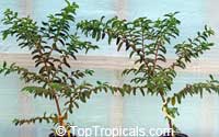 toptropicals.com