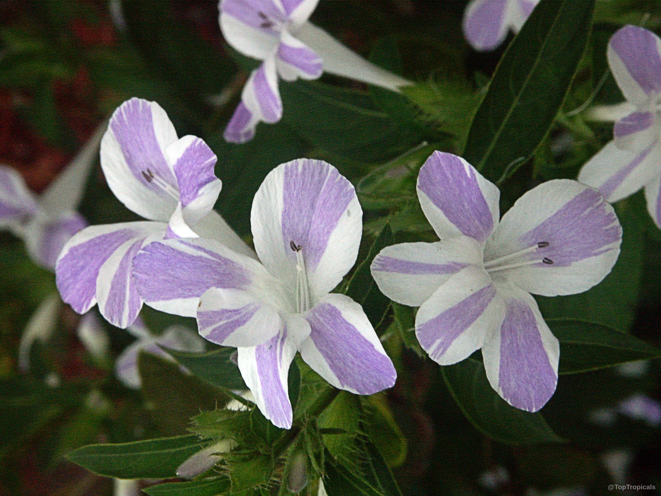 Barleria cristata (Striped Philippine Violet) 'Lavender Lace' showing lavender and white striped petals on foliage Barleria cristata (Striped Philippine Violet) 'Lavender Lace' lavender and white flower close up shot