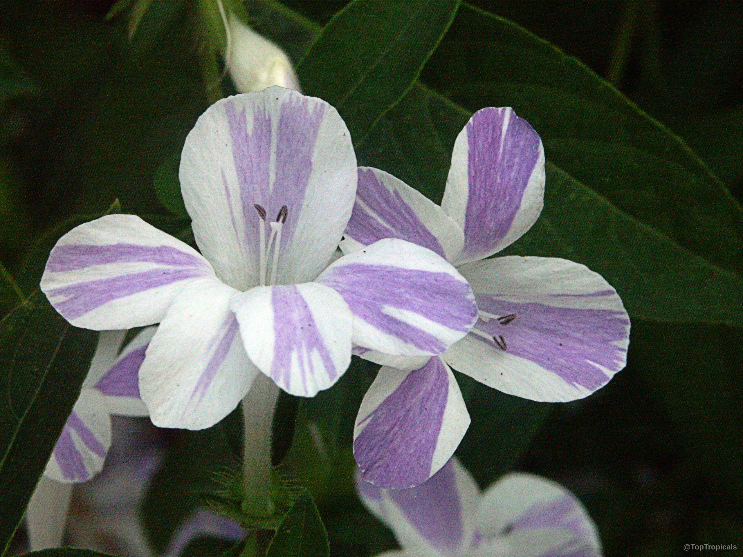 Barleria cristata (Striped Philippine Violet) 'Lavender Lace' flower with lavender stripes on white petals. Barleria cristata (Striped Philippine Violet) 'Lavender Lace' white and lavender flower close up