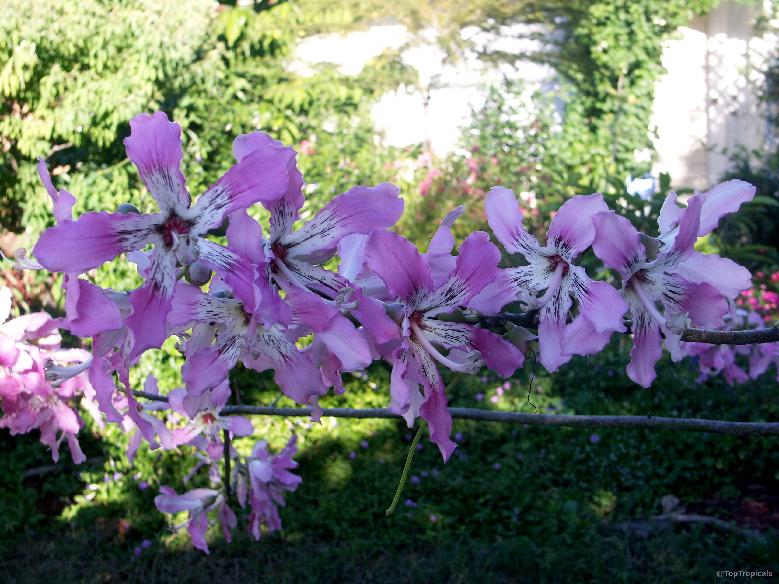 Ceiba speciosa (Silk Floss Tree) with purple-pink petals and white centers on a thin branch Ceiba speciosa (Silk Floss Tree) pink flower close up with dark speckled white centers