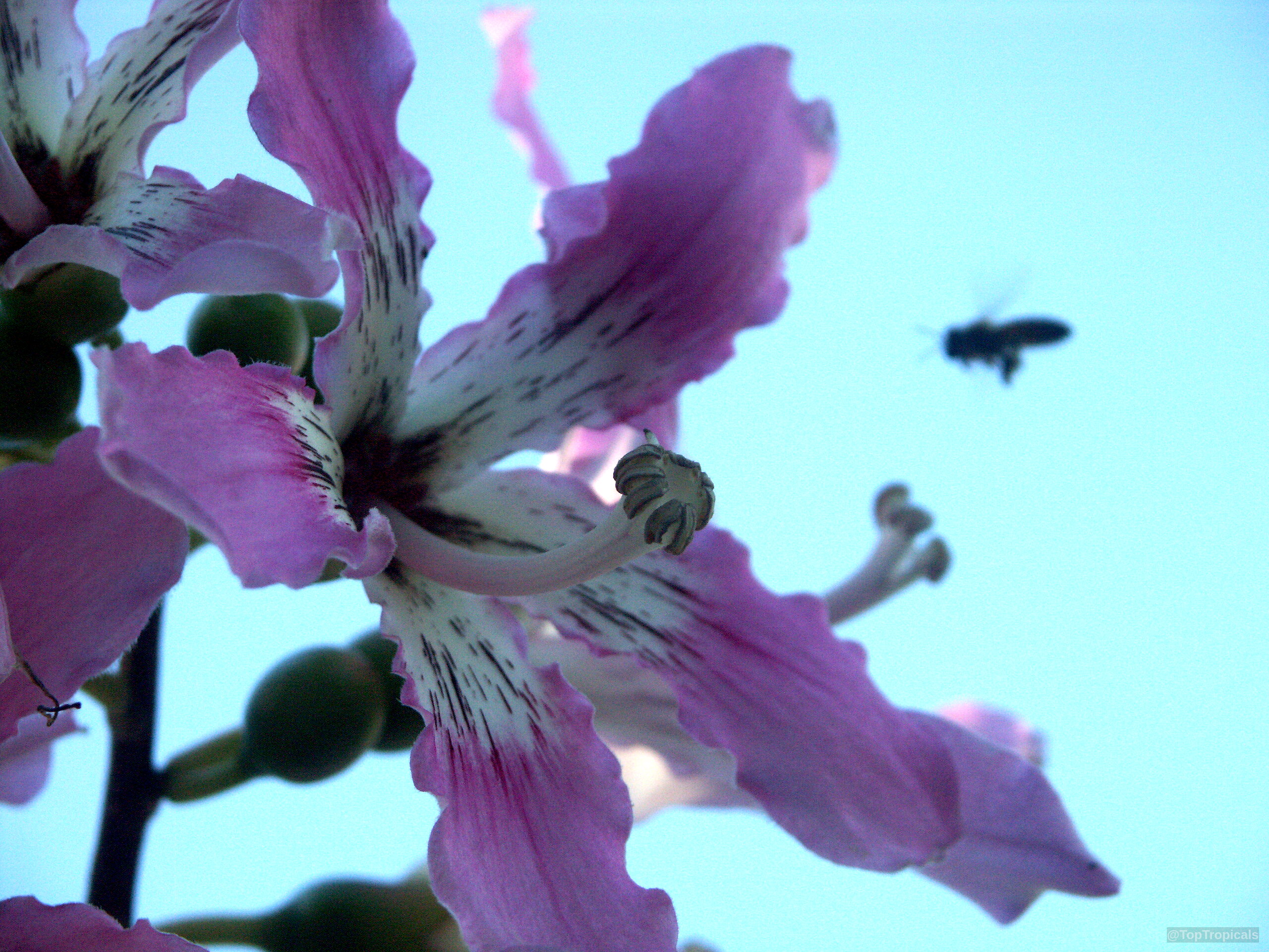 Ceiba speciosa (Silk Floss Tree) pink flower with dark speckles and a visiting honey bee Ceiba speciosa (Silk Floss Tree) pink flower close up with a flying bee