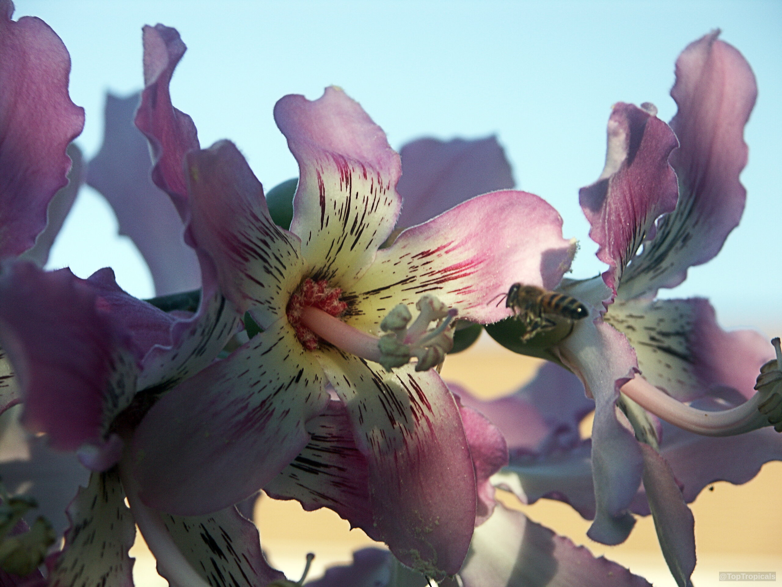 Ceiba speciosa (Silk Floss Tree) pink flower with dark speckles and a visiting honey bee. Ceiba speciosa (Silk Floss Tree) pink flower close up with a small honey bee visiting
