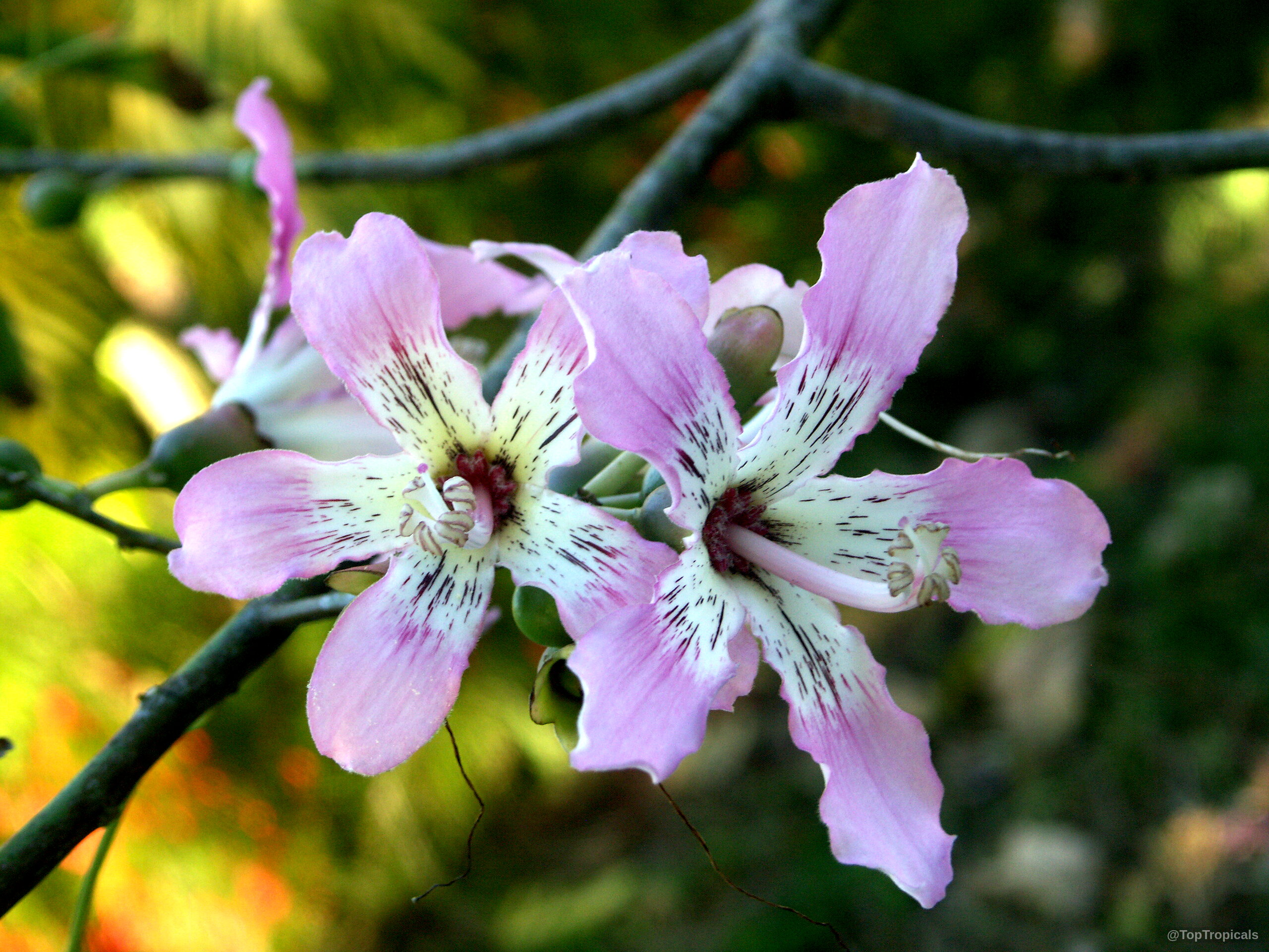 Ceiba speciosa (Silk Floss Tree) pink flower with purple speckles on a wooden branch. Ceiba speciosa (Silk Floss Tree) pink flower close up on a tree branch.
