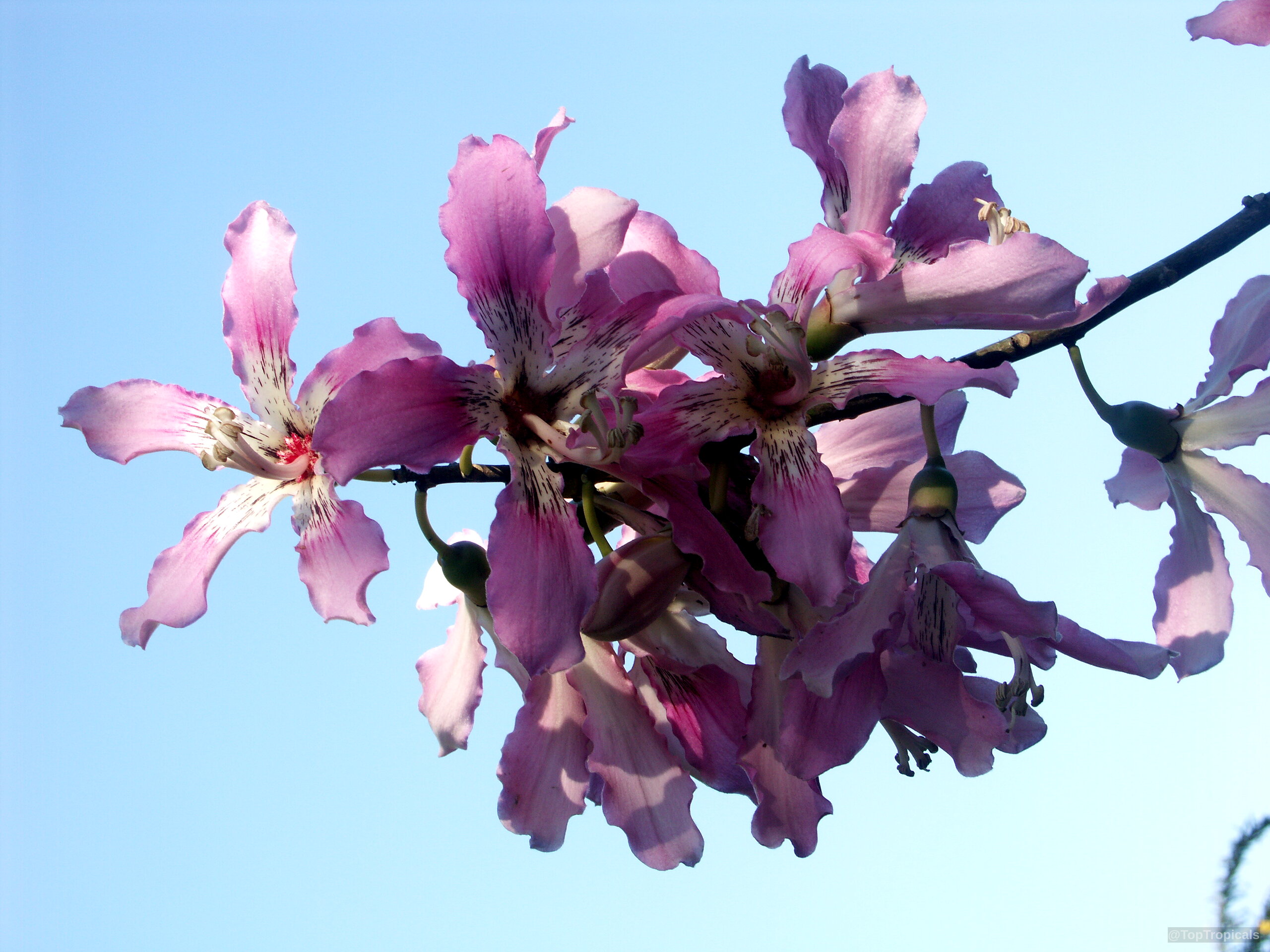 Ceiba speciosa (Silk Floss Tree) branch with several pink flowers against a clear sky background Ceiba speciosa (Silk Floss Tree) pink flower cluster close up on a tree branch