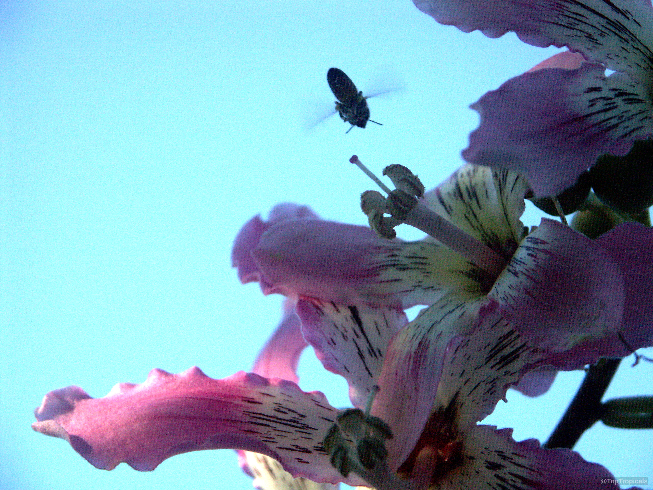 Ceiba speciosa (Silk Floss Tree) pink flower with dark stripes and flying bee in blue sky. Ceiba speciosa (Silk Floss Tree) pink flower with dark stripes close up in blue sky