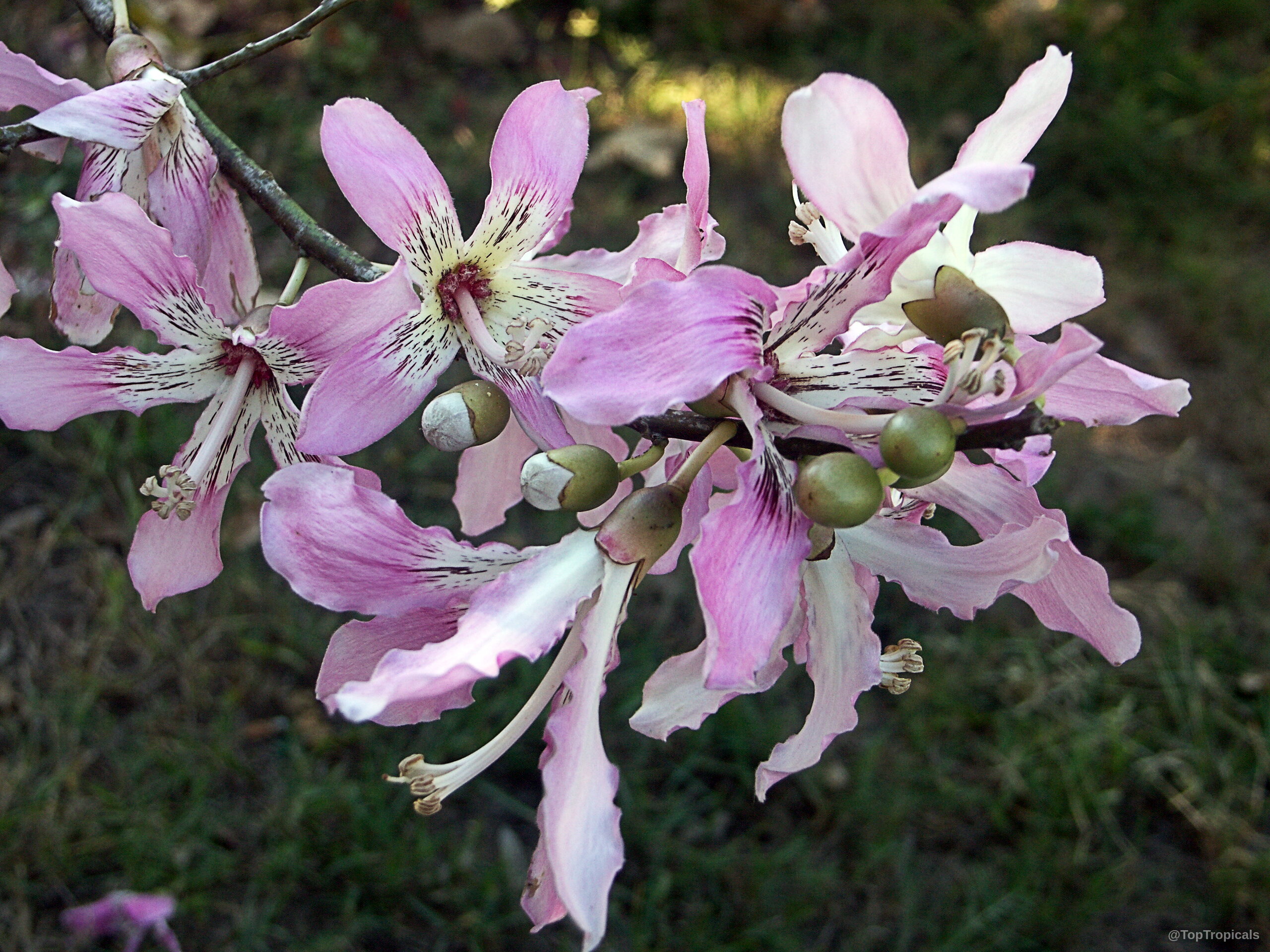 Ceiba speciosa (Silk Floss Tree) petals with dark markings grow along a wooden plant stem Ceiba speciosa (Silk Floss Tree) with pink flower petals close up on a tree branch