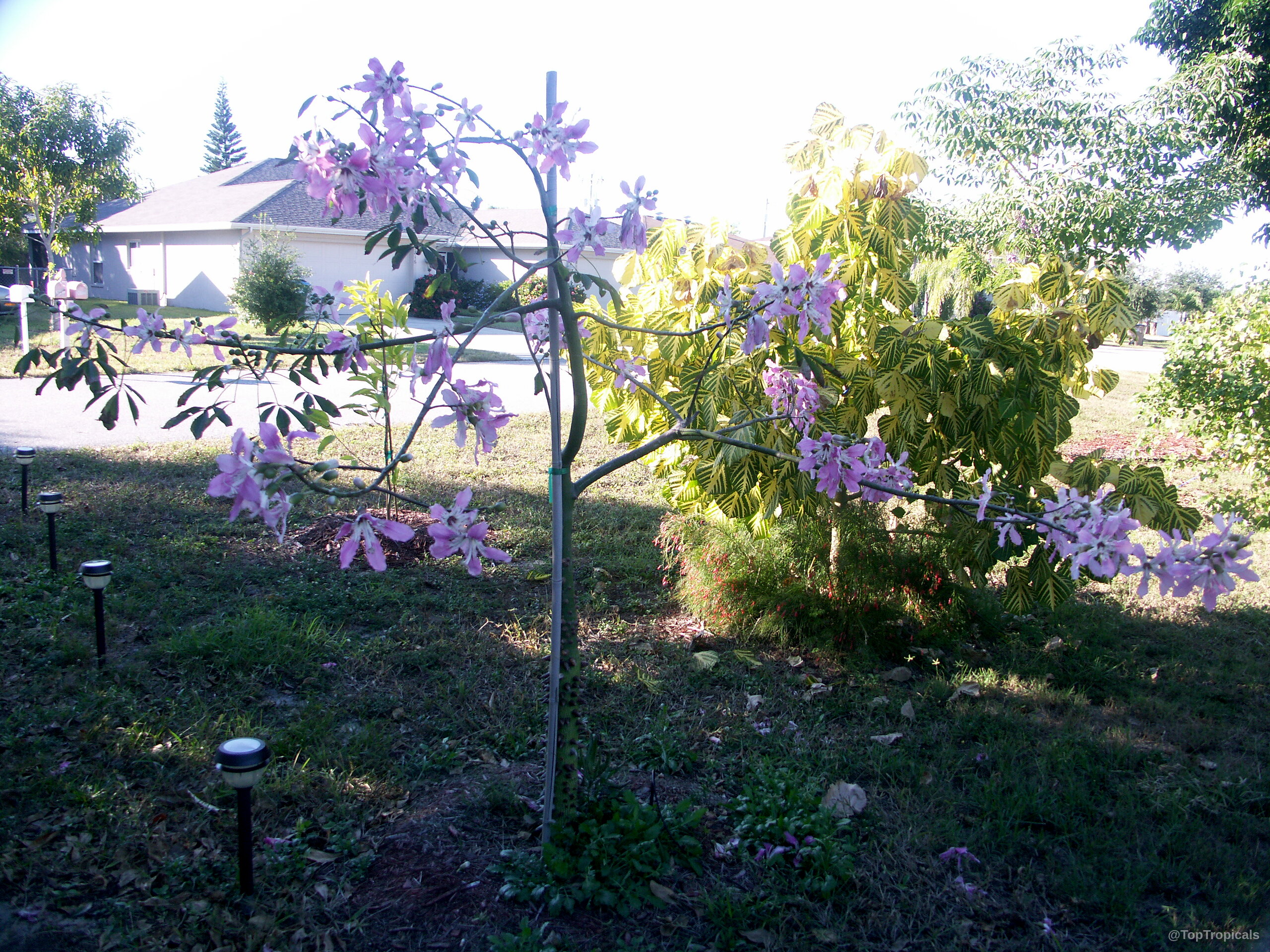 Ceiba speciosa (Silk Floss Tree) with spreading branches covered in many small pink petals and leaves. Ceiba speciosa (Silk Floss Tree) pink flower on thin tree branches against green lawn background