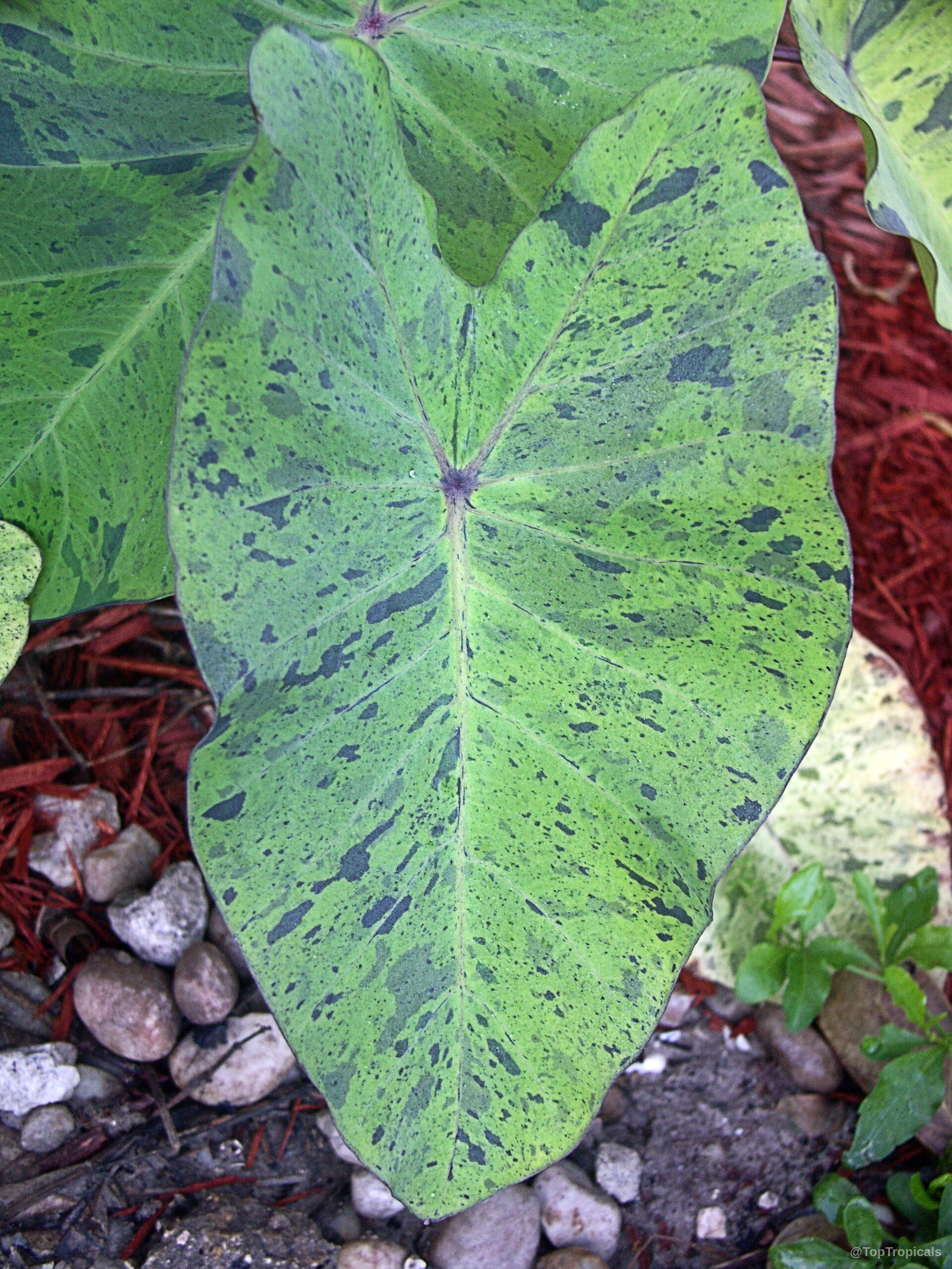 Colocasia esculenta (Colocasia 'Mojito') leaves with dark markings on a light green background surface. Colocasia esculenta (Colocasia 'Mojito') leaves with lime green and black speckles close up.