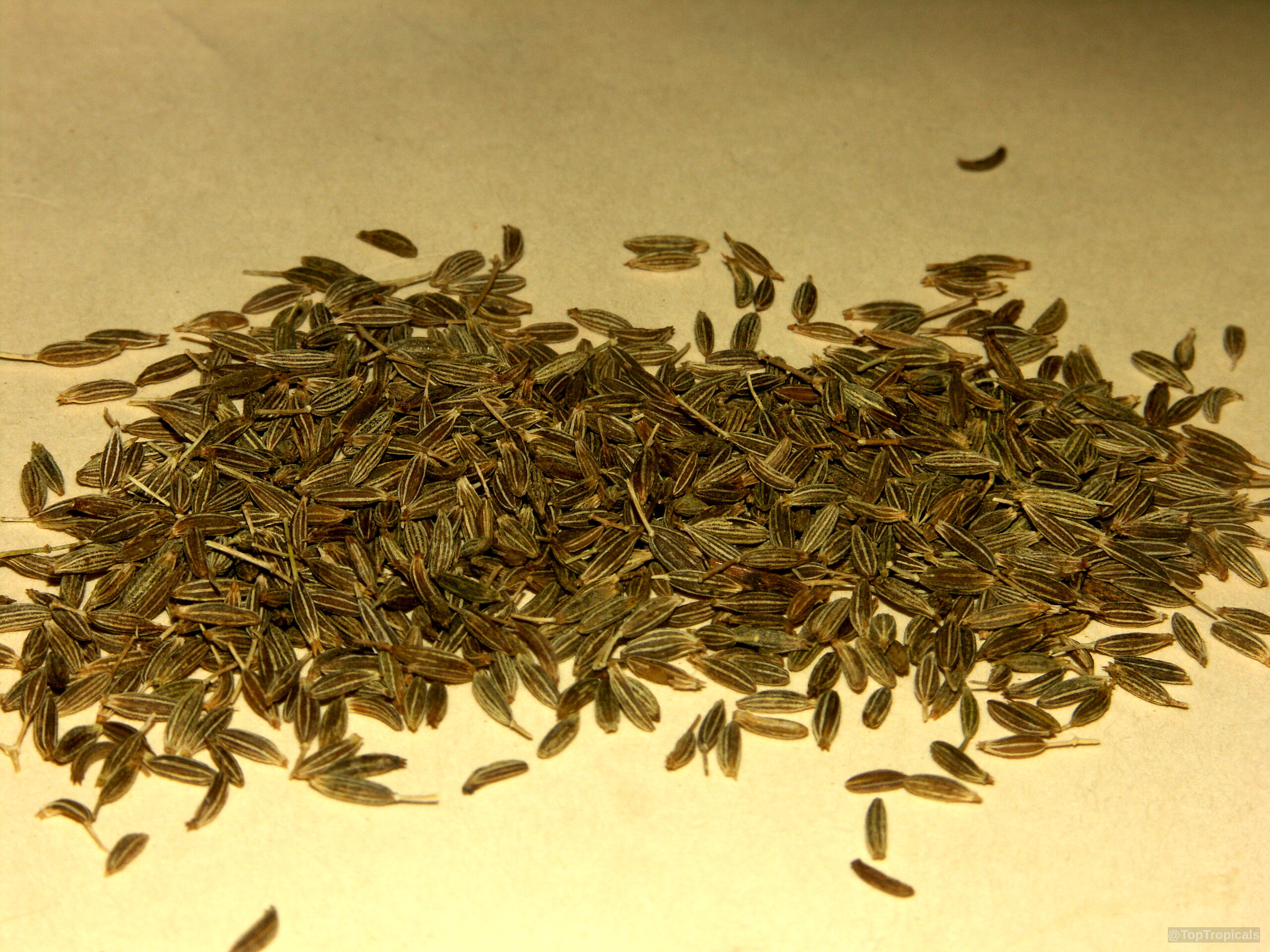 Cuminum cyminum (Cumin) seeds lie spread out on a flat surface for inspection. Cuminum cyminum (Cumin) gray brown seeds scattered on a surface in a close up.