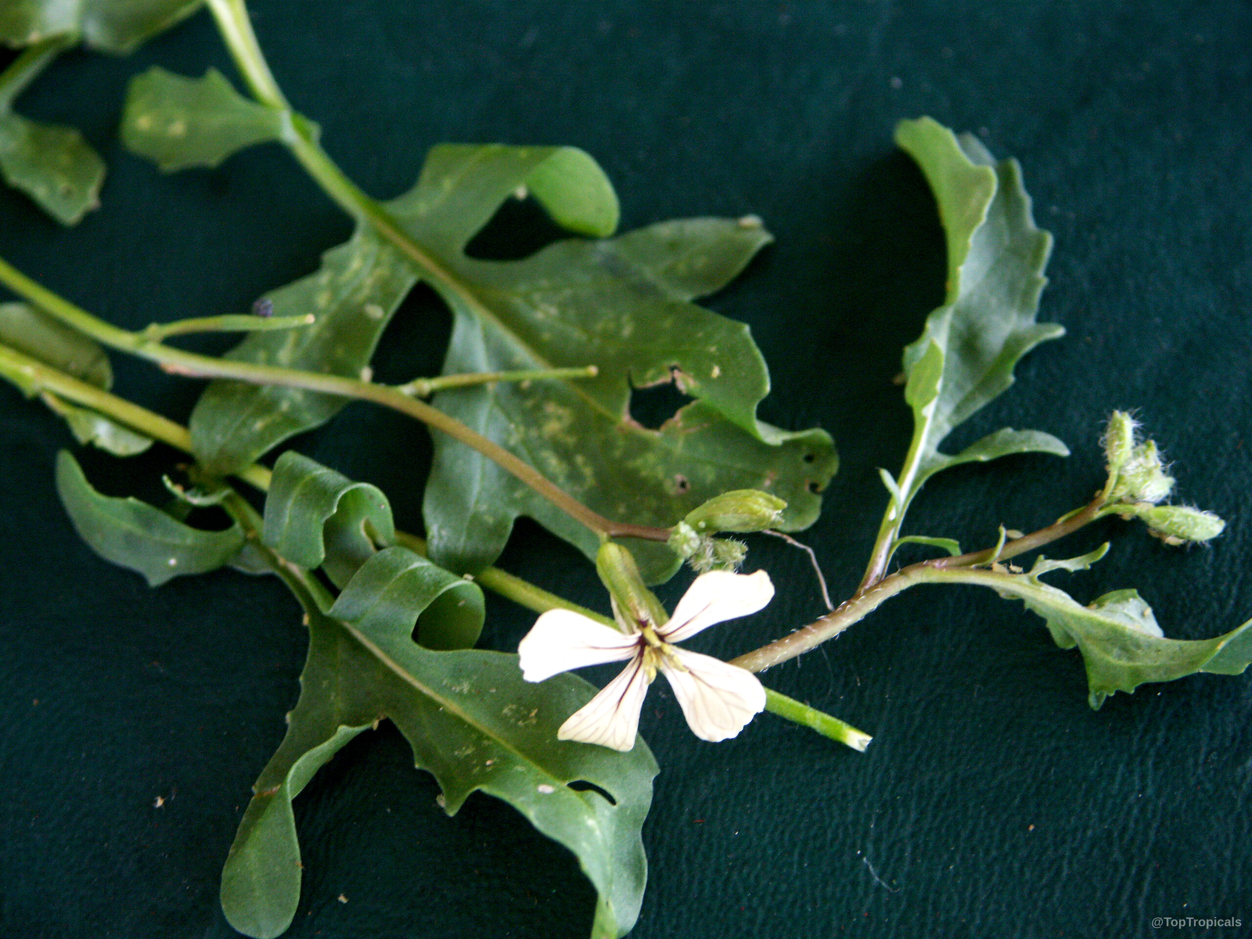 Eruca vesicaria subsp. sativa (Arugula) showing a small white flower with green lobed foliage. Eruca vesicaria subsp. sativa (Arugula) white flower and green leaves close up